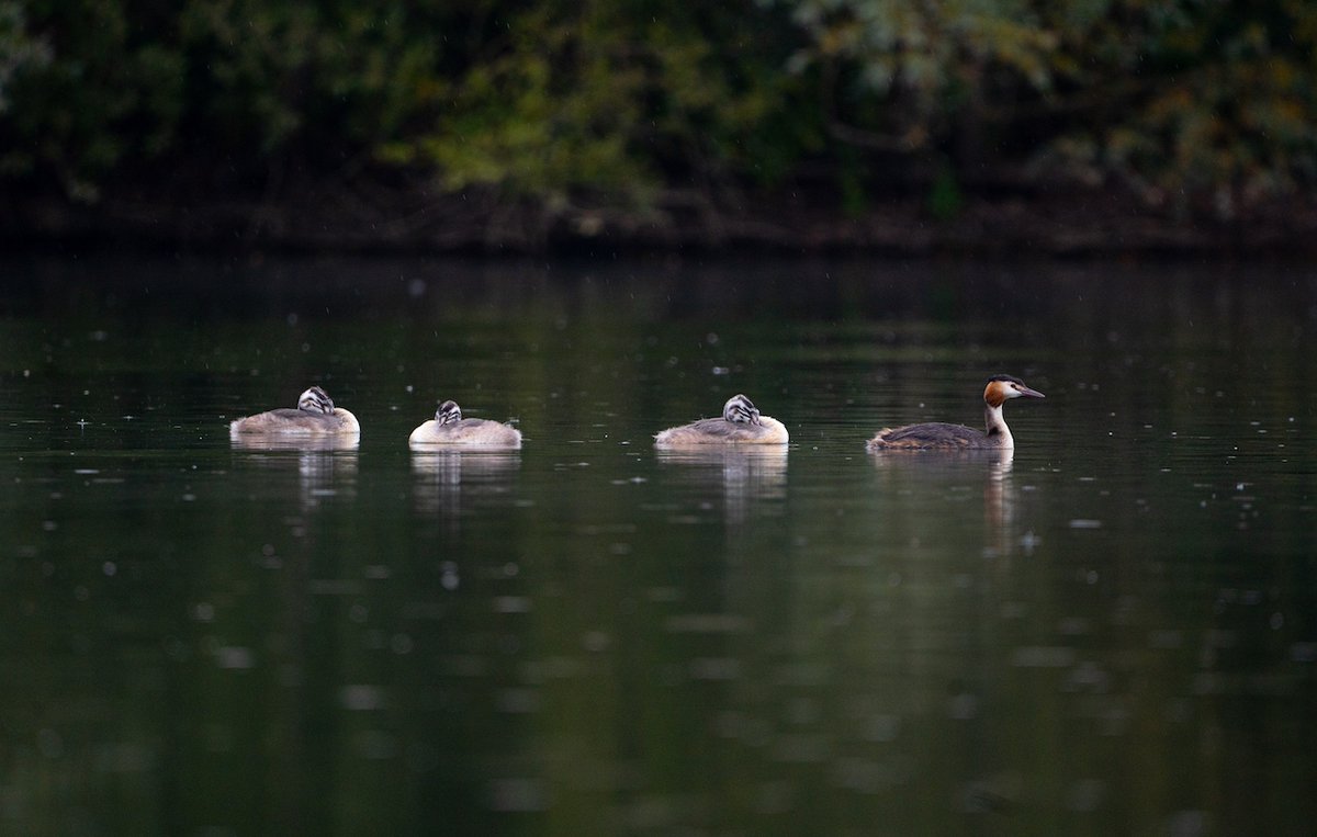 CarpCafe tweet media