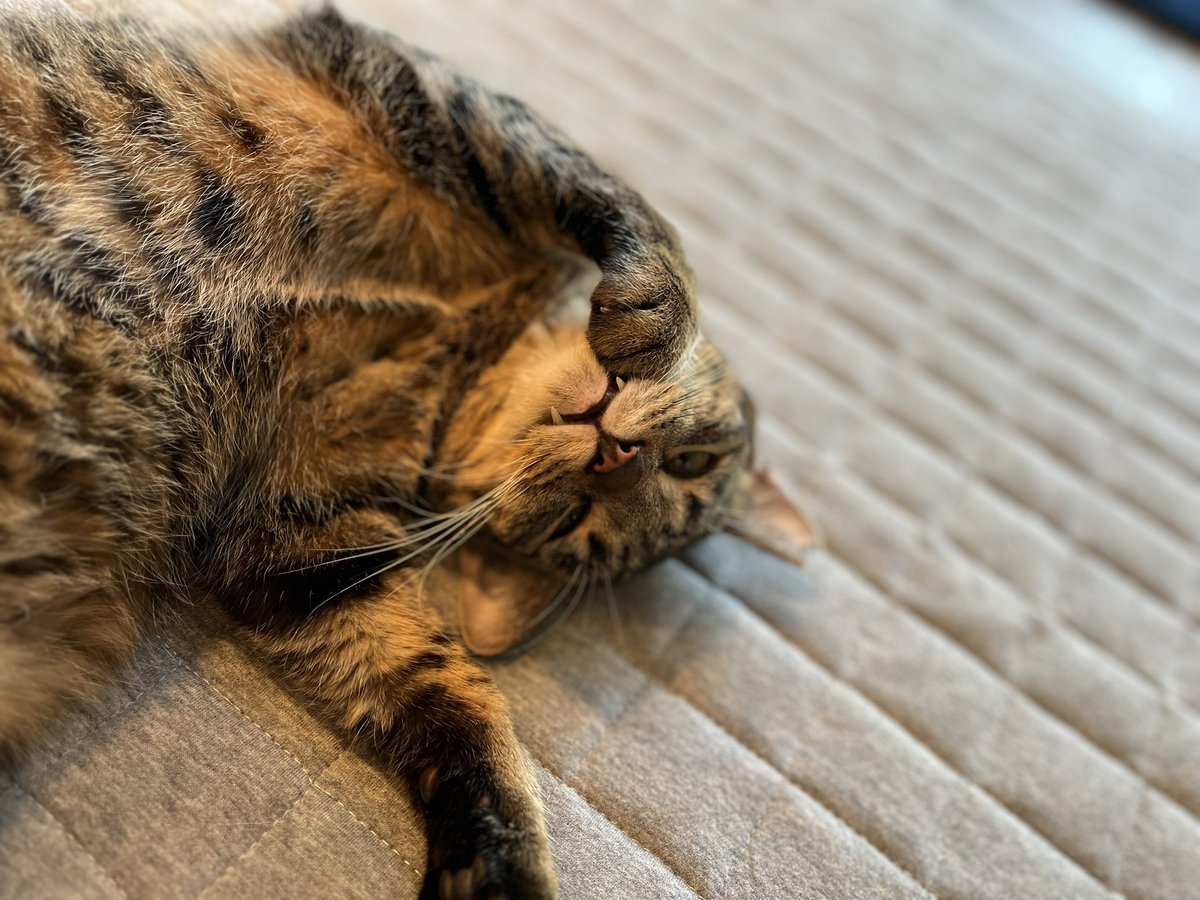 manjaro2511's tweet photo. あら太陽可愛い❣️❣️

#保護猫カフェ駒猫 #駒猫
#リトルキャッツ出身
#FIPに負けない #FIPFIGHTER 
#キジトラ #ホットカーペット族 https://t.co/HKNTBkEgeR
