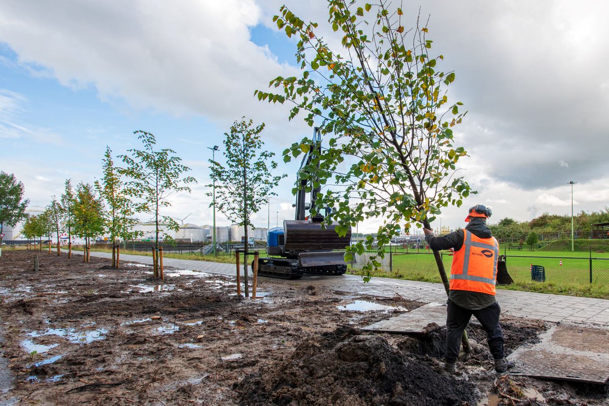 Work in progress in Rozenburg. Daar knappen we het Hoefijzer, de groene zone rondom Rozenburg, op. Bomen en een bollenstrook zijn aangeplant.
Deze bollen bevorderen de biodiversiteit en verfraaien de entree van Rozenburg. Meer weten? 👉 bit.ly/369XUcs 📷 <a href="/idverdeNL/">idverde NL</a>