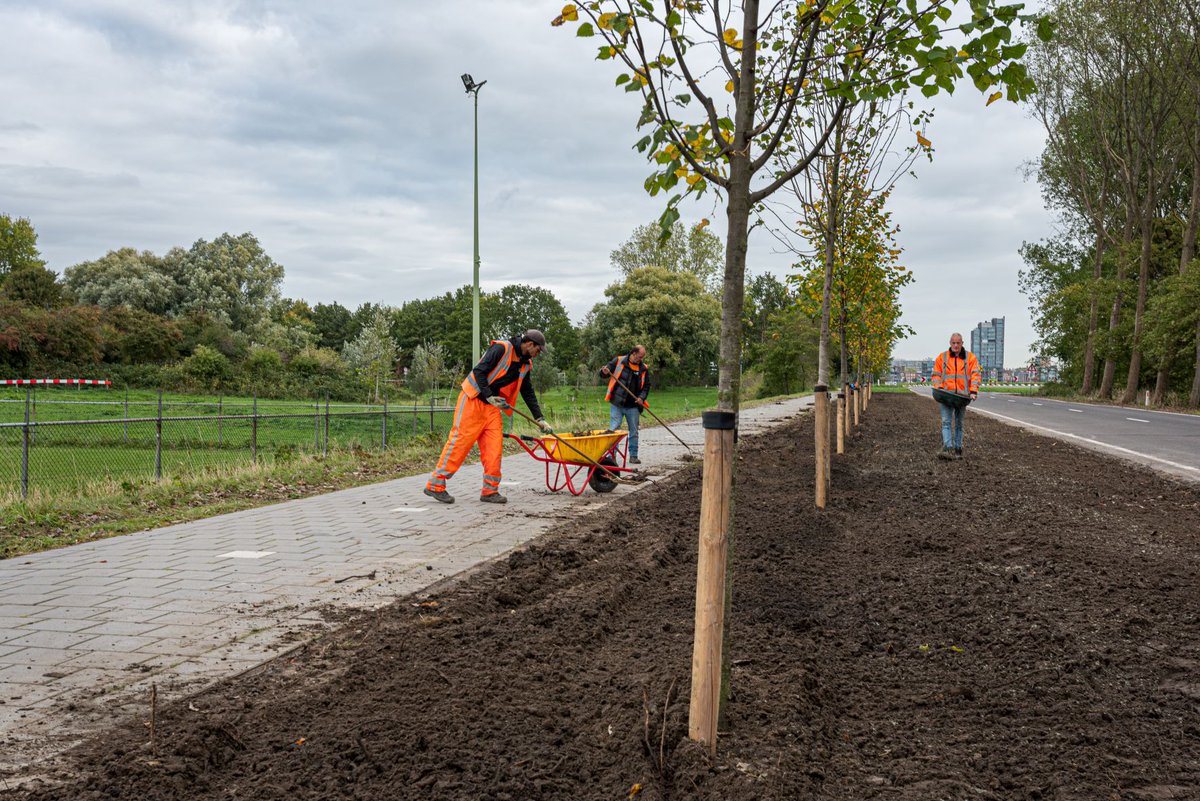 HavenRotterdam's tweet photo. Work in progress in Rozenburg. Daar knappen we het Hoefijzer, de groene zone rondom Rozenburg, op. Bomen en een bollenstrook zijn aangeplant.
Deze bollen bevorderen de biodiversiteit en verfraaien de entree van Rozenburg. Meer weten? 👉 https://t.co/mnrdCpZ8F6 📷 @idverdeNL https://t.co/UK8U3xQd7A