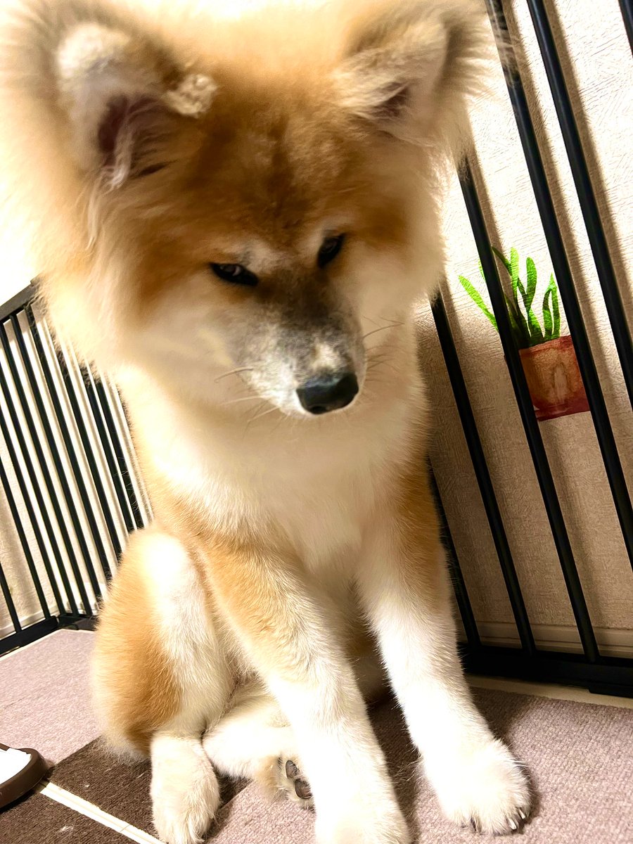ぽんちゃんの「どんな感情?」シリーズです #秋田犬 甘えん坊な所とても良い〜〜 