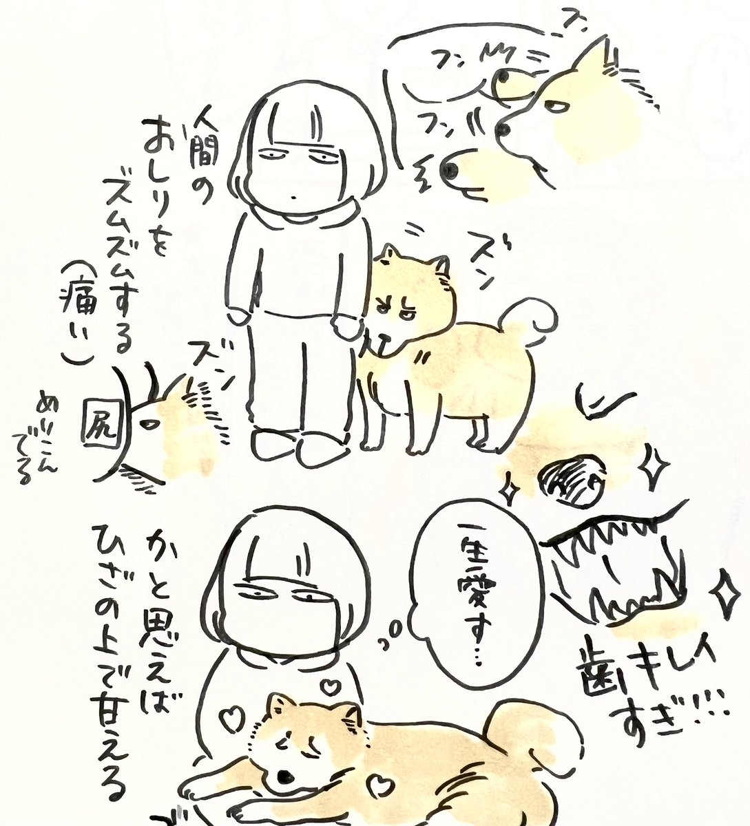 ぽんちゃんの「どんな感情?」シリーズです #秋田犬 甘えん坊な所とても良い〜〜 