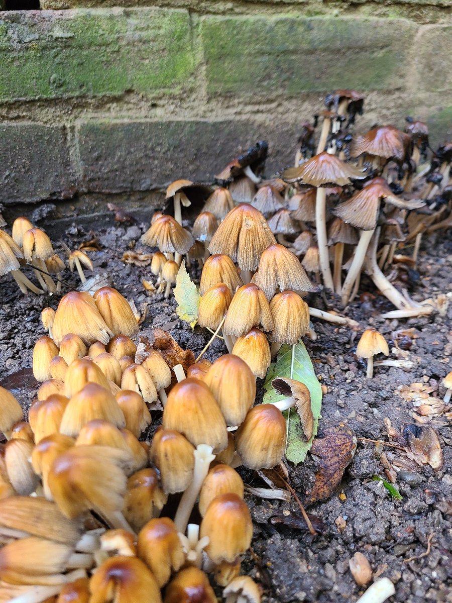 Lovely fungi growing in #callypark at the moment - see what you can spot on our colourful woodland walks! #loveparks