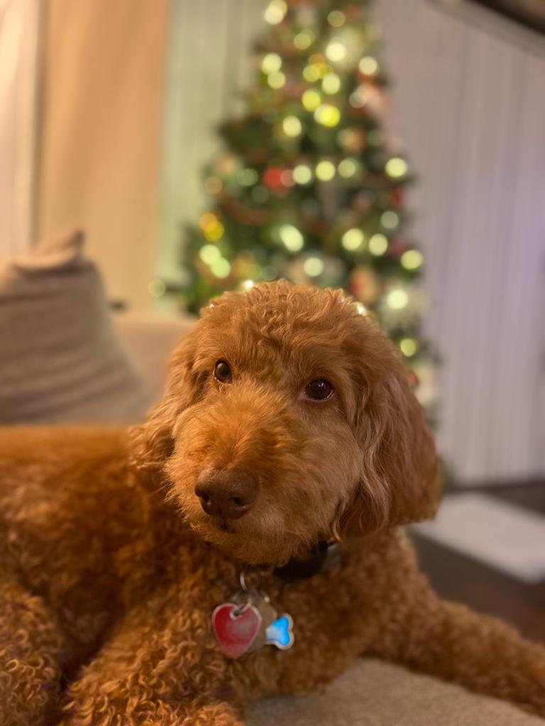 Marii 🐩✨ tweet media