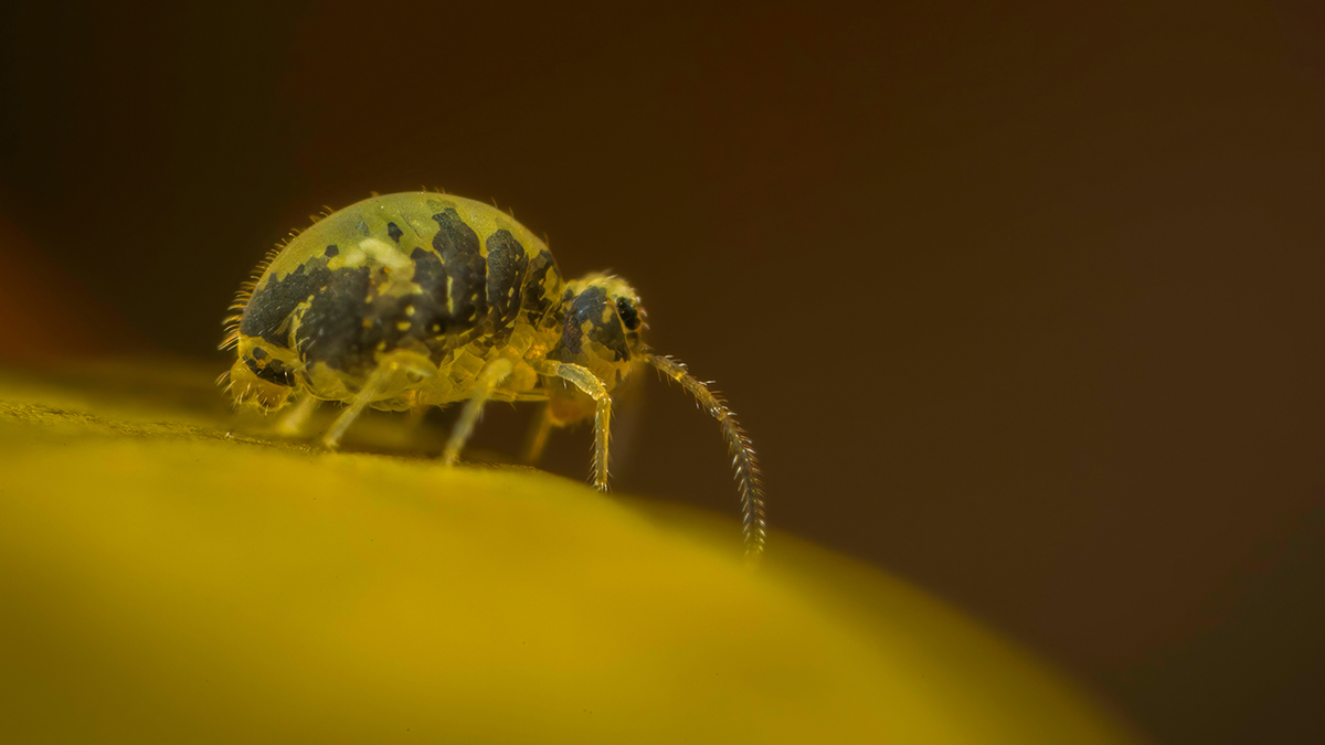 Ed_P_Wildlife's tweet photo. Very large Katiannid springtail in the garden this morning; well over 1mm. This (I imagine), would be a fully-mature adult. #Collembola #Mesofauna #Globby https://t.co/PlOUICk2Ip