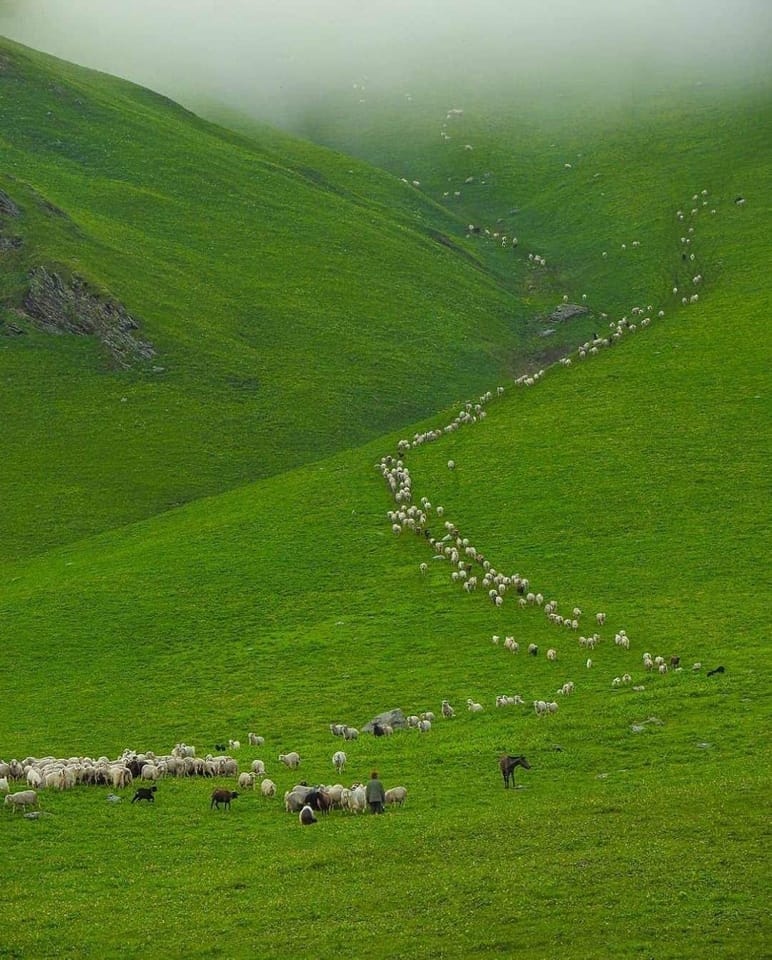 Travel_Blog_Uk's tweet photo. गिदारा बुग्याल ट्रेक, उत्तरकाशी 
 
#trekking #camping #travel #adventure #gidarabugyal #gidarabugyaltrek #nature #trek #photography #uttarakhandtravelblog #camp #wintertrek #mountains https://t.co/fcMuGudf9V