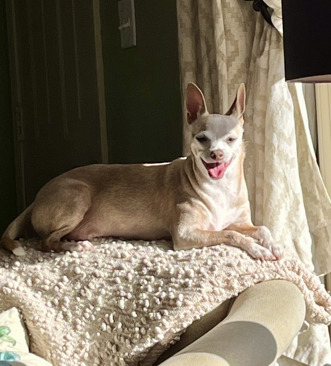 JackJackJournal's tweet photo. Frigid outside, but sure is hot in da sunbeamage π₯΅
Happi Humpday fwends π« π
#pantingpup
#dogsoftwitter https://t.co/6KheqYvsie