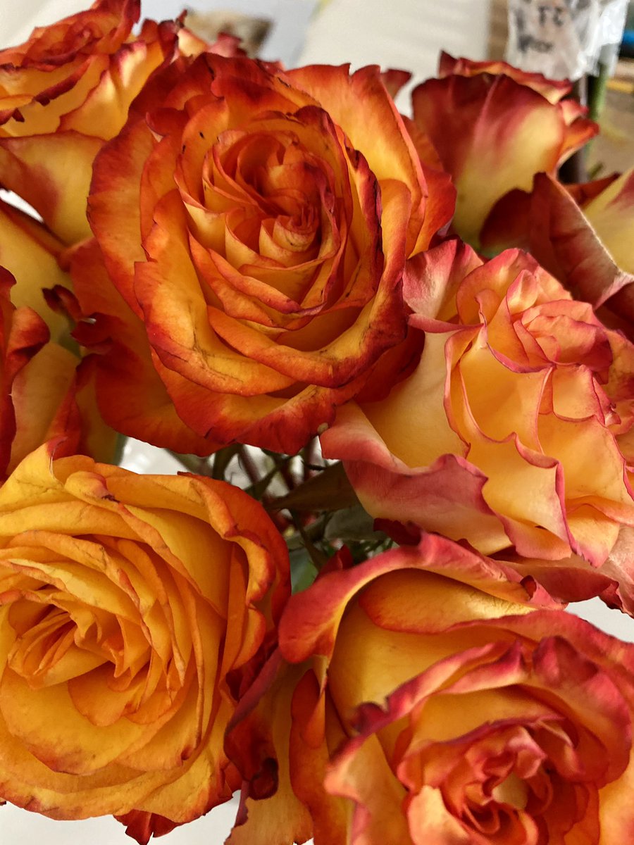 ruben_corella's tweet photo. #orangelover #orangeroses #roses #orangepic #picoftheday #rosas #rosal #fallroses #fallflowers #fallmood #gardener #glow #glitter #supperb #funday #iloveyou #foto #hardines #shine #sparkling #full https://t.co/jNSUEEBrus
