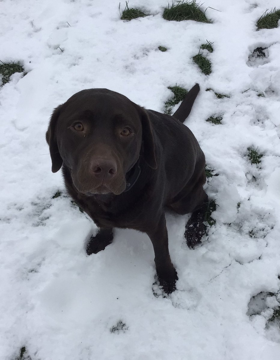 CarrieA91731855's tweet photo. @LabradorRetri12 hi guys I am in dire need of help. My family has told me to surrender Roman because he needs a new knee. Please reach out or share his story https://t.co/LWKo91WgLO