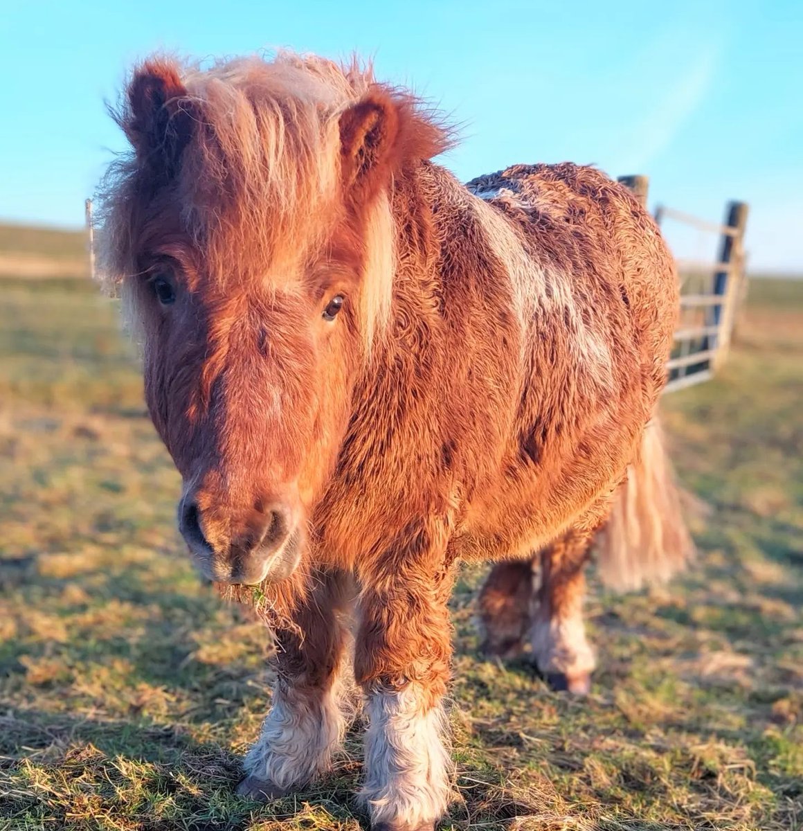 OuterHebs's tweet photo. Want to find out more about crofting? Check out places you can do some fab croft tours.π
https://t.co/VPdjJOg0TJ
πΈ: @alpacan_alpacas_outerhebrides
#visitouterhebrides #croftinglife https://t.co/OhE6HKwEh1