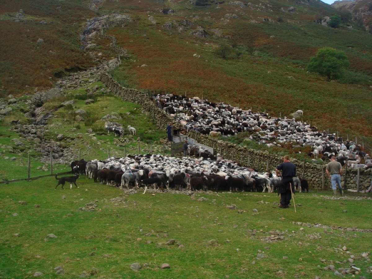 In4Commons's tweet photo. We'll explore the Lake District's contested history of commoining and enclosure. https://t.co/fdo5Q11C7Z