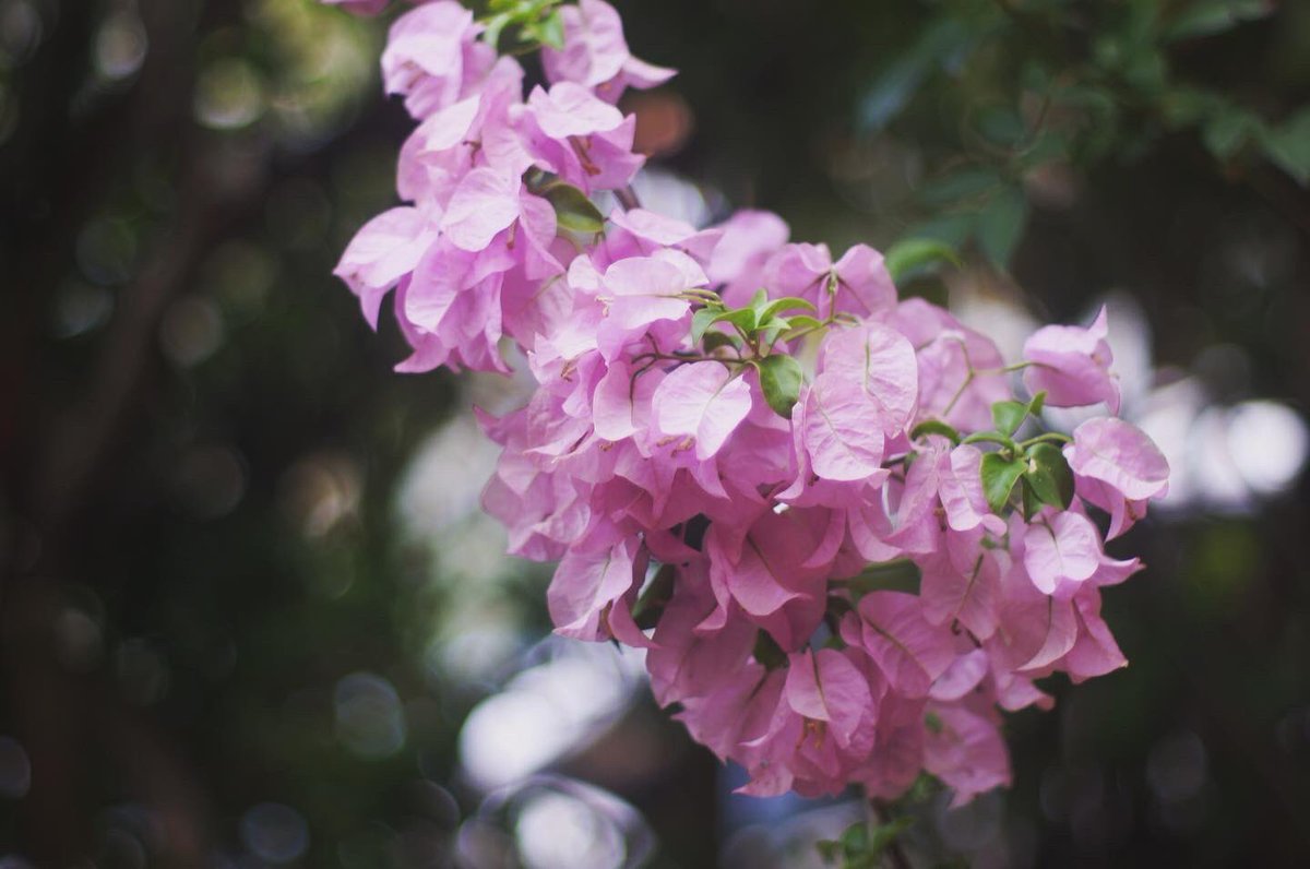 domisotaka68's tweet photo. #ブーゲンビリア #オールドレンズ #takumar50mmf14 #sonynex #petricamera https://t.co/a8UjzU8iRY