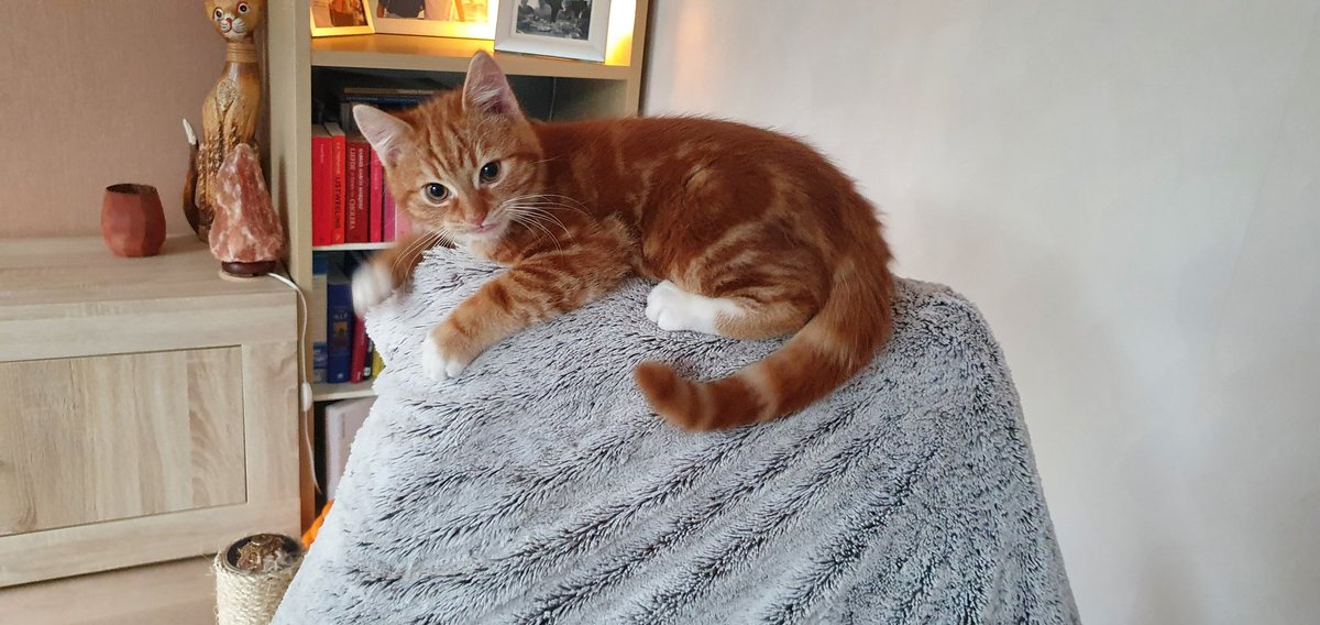 FeddePetit's tweet photo. Petmom loopt achter met het over sette van mijn akkount :-(
Hier sien jullie me nieuwe broentje. Hij is leuk om te plagen en mee te spelen, maar soms moet ie me ook ff met rust late.😻😸 https://t.co/DRIHma1tHd