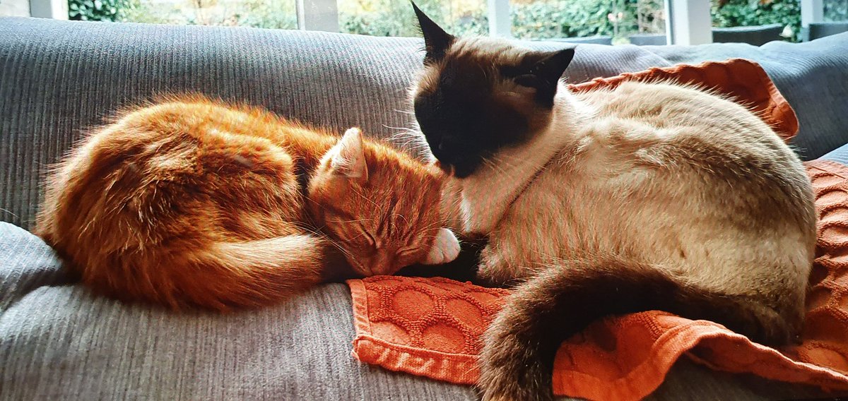 FeddePetit's tweet photo. Petmom loopt achter met het over sette van mijn akkount :-(
Hier sien jullie me nieuwe broentje. Hij is leuk om te plagen en mee te spelen, maar soms moet ie me ook ff met rust late.😻😸 https://t.co/DRIHma1tHd