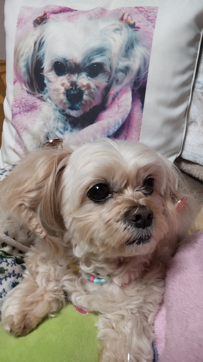 tamo_chan2001's tweet photo. だぶるむ〜
#わんこ #ペキプー #ペキニーズ #トイプードル #犬 #ペット #かわいい #peekapoo #pekapoo #cutedog #poodle #pekingese #む~ #musica https://t.co/B3zvURZyeO