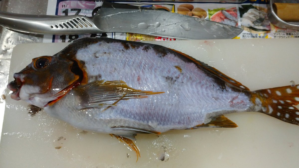 cherry_masaya's tweet photo. #fish #fishshopping
#japan
本日のお魚 その1
仕入れは、、、
#お魚 #タカノハダイ #ヒダリマキ
#ヘルシー #魚
ヒダリマキが珍しくありました😊
地域によっては美味しくないらしいですが、#美味しい魚 ですよ🐟️
鱗がめちゃくちゃ硬いので、
スキビキしました。
お刺身と焼き用に解体😂 https://t.co/9NQNcSsBCi