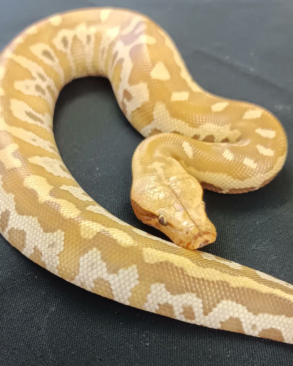 reptile_CRESTA's tweet photo. #爬虫類　#爬虫類専門店 #ブラッドパイソン　#ニシキヘビ　#ヘビ　#パイソン　#bloodpython #albino　#albinopython #bloodpythons #shorttailpythons #reptile　#reptiles　#reptilesofinstgram #python #pythons　#reptileavenue_cresta https://t.co/nSK2oSelCb