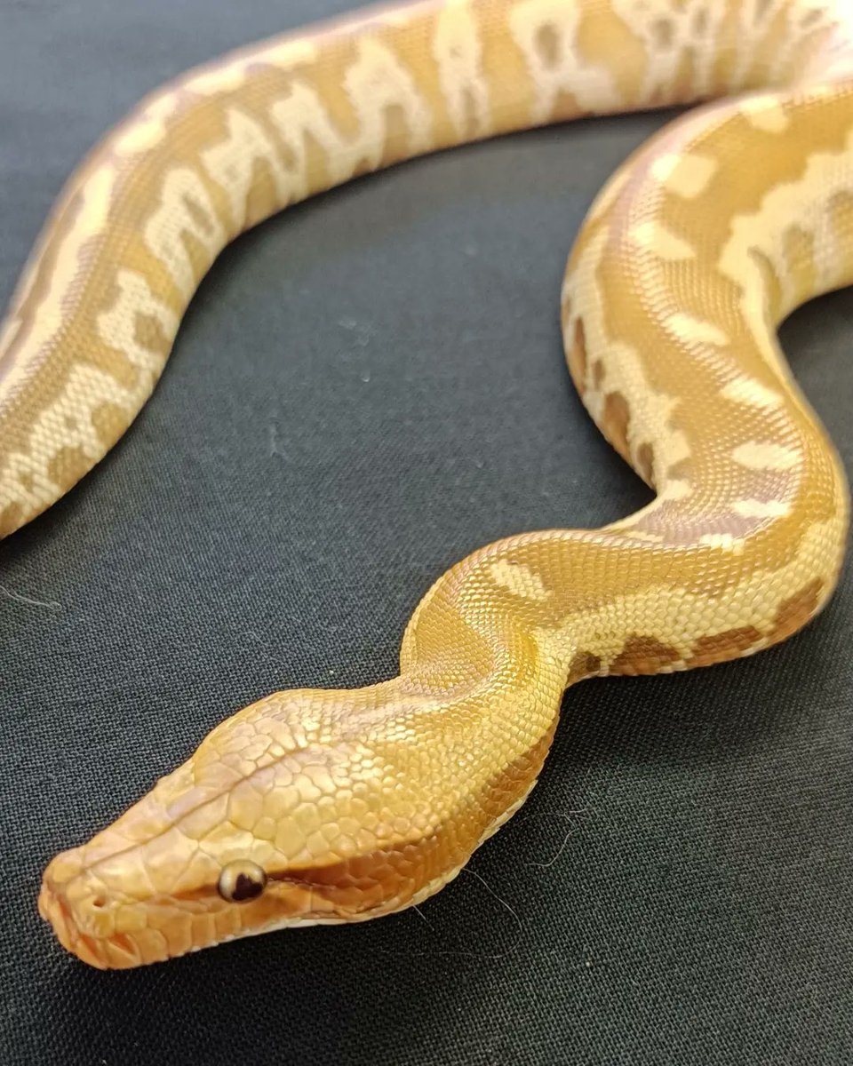 reptile_CRESTA's tweet photo. #爬虫類　#爬虫類専門店 #ブラッドパイソン　#ニシキヘビ　#ヘビ　#パイソン　#bloodpython #albino　#albinopython #bloodpythons #shorttailpythons #reptile　#reptiles　#reptilesofinstgram #python #pythons　#reptileavenue_cresta https://t.co/nSK2oSelCb