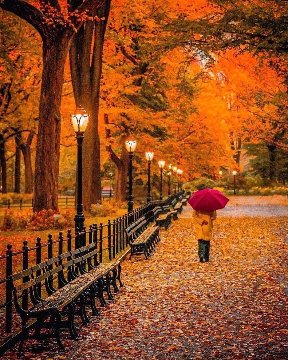 n_suravi's tweet photo. Amazing....❤️❤️❤️
#autumn #nature #fall #autumnvibes #photography #love #naturephotography #october #photooftheday #landscape #Canada #Switzerland #USA #uk https://t.co/EY8oCZYJ13
