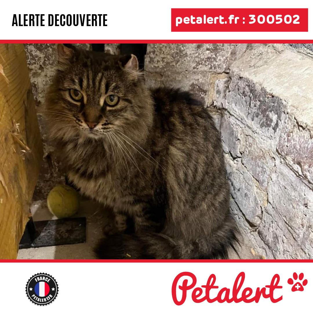 petalert_france's tweet photo. Trouvé #Chat #Nord #Bertry #Petalert  #PetAlert59 / https://t.co/yjox6bee5x https://t.co/OQrrnLbbAp