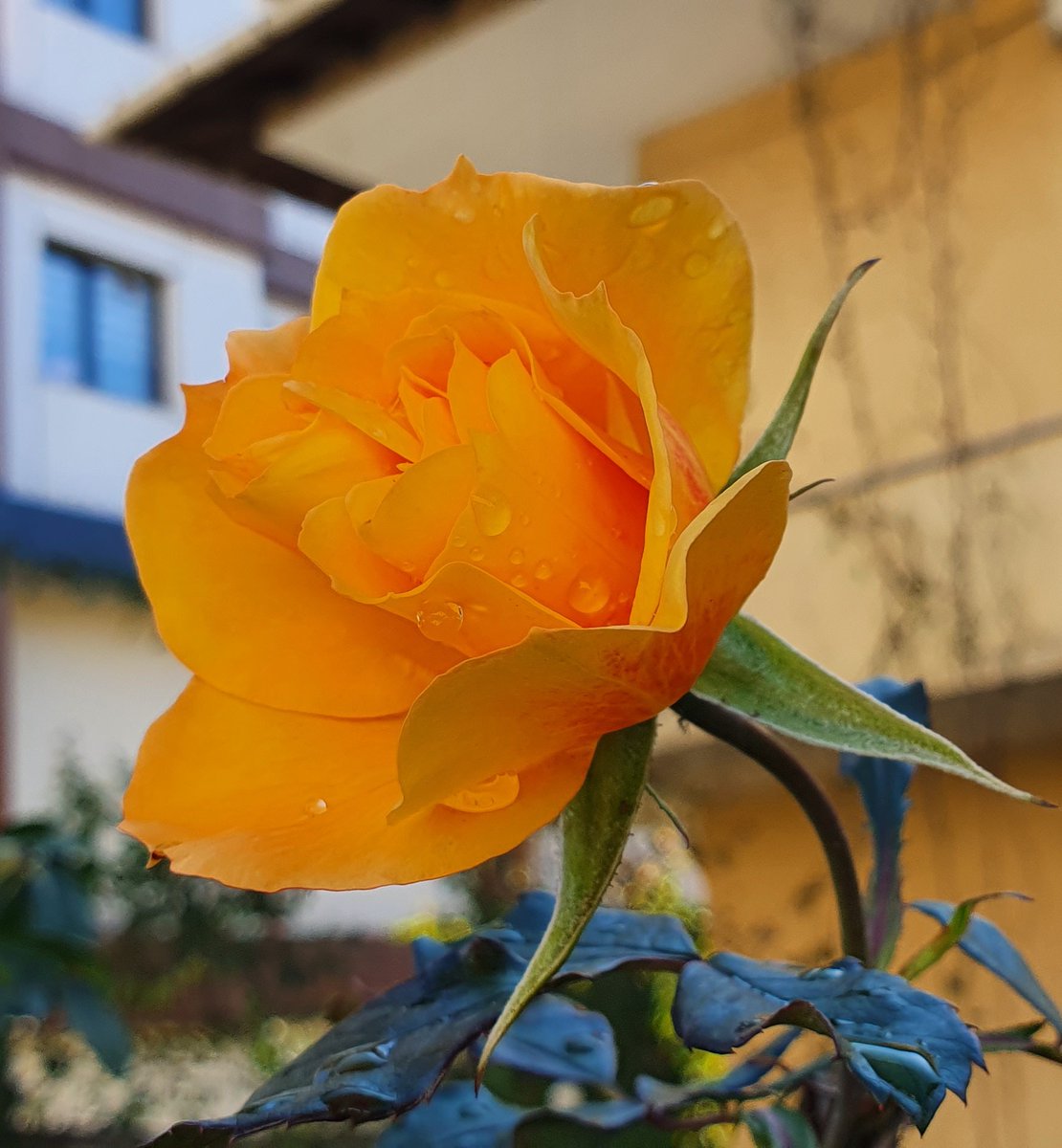 Cesur ⭐️⭐️⭐️⭐️⭐️ tweet media