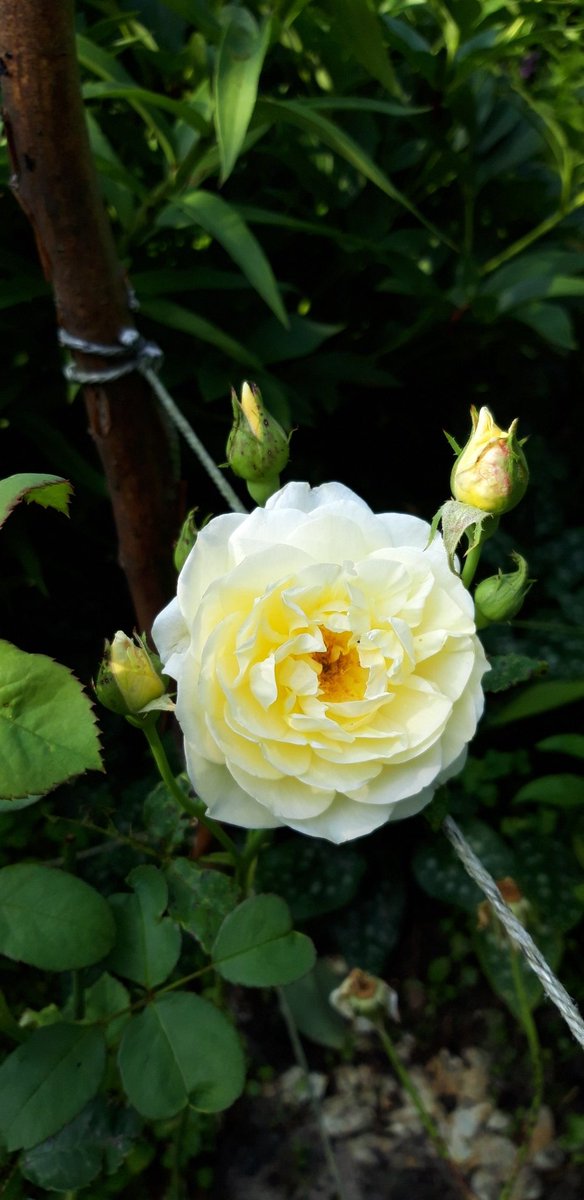 Hello 🙋🏻‍♂️
Happy #RoseWednesday 🌺

'Graham Thomas' is a beautiful yellow english rose. 

#rose #roses #Roses鲤鲤 #Gül #englishrose #englishgarden #englishstyle #EnglishLanguage #English #LearnEnglish #learningenglish #learning #yellow #mygarden #garden