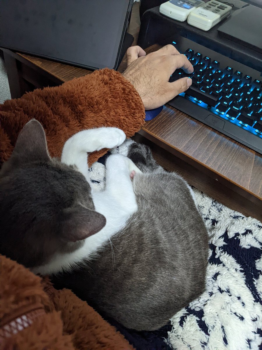 猫飼いフリーランスの仕事風景

#フリーランス #猫のいる暮らし