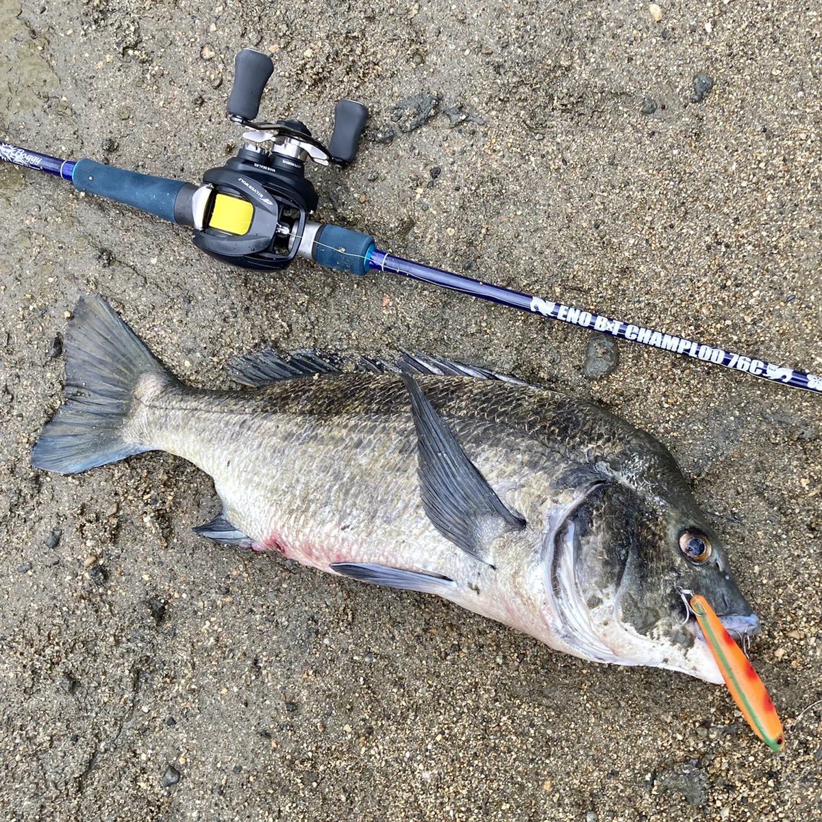 やや美品 Tomson GW-25 （値下げしました 10,000円 ➡ 8,000円）