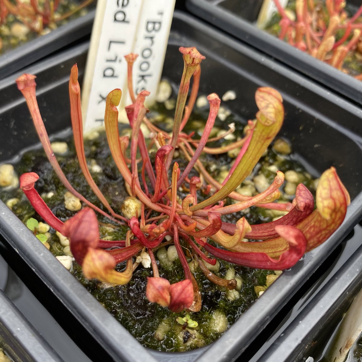 Sarracenia seedlings.
Sarracenia Brooks Hybrid x (Alata Red Lid x Flava). <a href="/WWickedPlants/">Wacks Wicked Plants</a>
