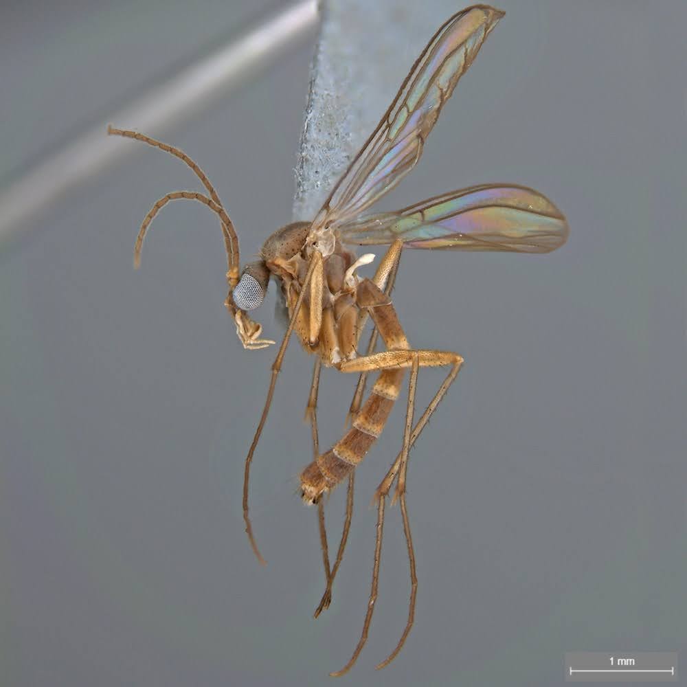 Peter K (@peterhk_) on Twitter photo Beauty comes in many forms. Here is an undescribed species of fungus gnat from Southern California, collected via #bioscan project, thanks to <a href="/BrianVBrown1/">Brian V. Brown</a> Beauty comes in many forms. Here is an undescribed species of fungus gnat from Southern California, collected via #bioscan project, thanks to <a href="/BrianVBrown1/">Brian V. Brown</a>