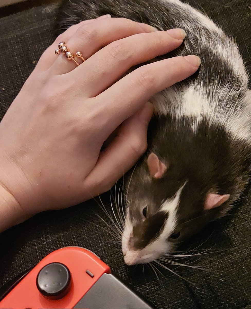 ErrorUndercover's tweet photo. pip appreciation post https://t.co/VXQHXZbd2U