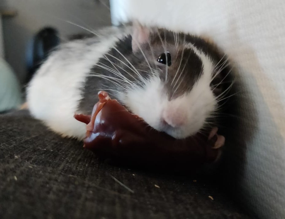 ErrorUndercover's tweet photo. pip appreciation post https://t.co/VXQHXZbd2U