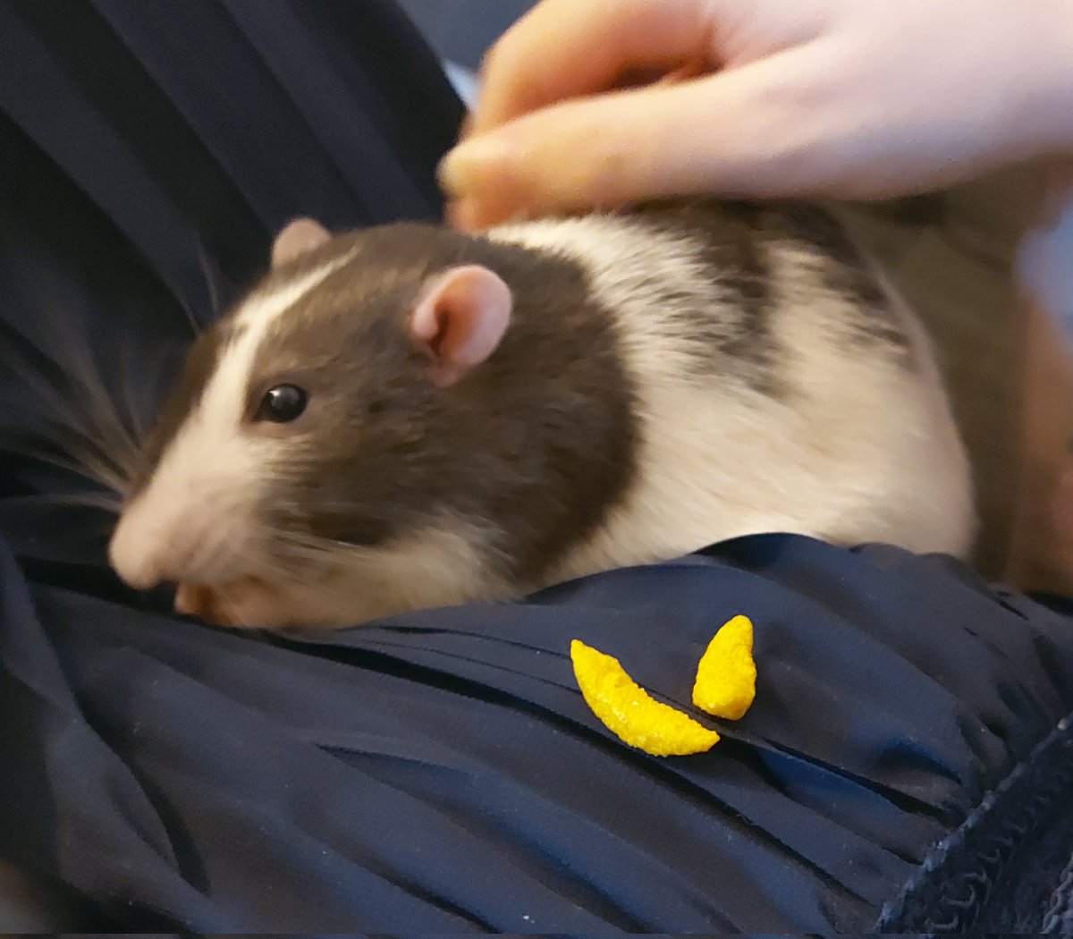 ErrorUndercover's tweet photo. pip appreciation post https://t.co/VXQHXZbd2U