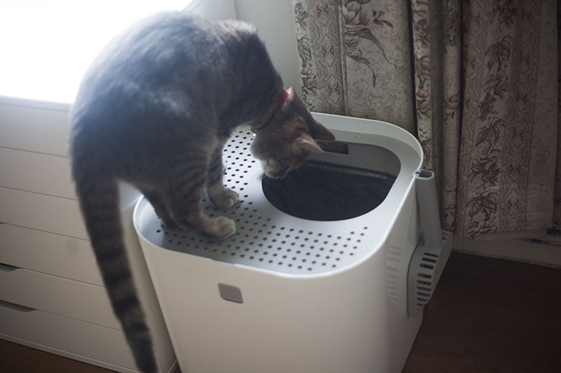 _KittyClysm's tweet photo. Since I wrote this review of the Modco Modkat Litter box, I have literally bought 3 more of these for my cats. So I now have 4 in my home!!

Here's the review:

#modkat #catlitterbox #cats #cat #kitty #petcare #pets https://t.co/D8ZuGOwmSZ