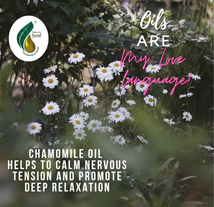 Comprising powerful anti-inflammatory and calming properties, Chamomile Essential Oil is a wonder ingredient to help soothe your complexion. 
#chamomile #lavender #tea #chamomileoil #skincare #flowers #teatime #herbaltea #herbs #rose #greentea #organic #nature #natural #aloevera