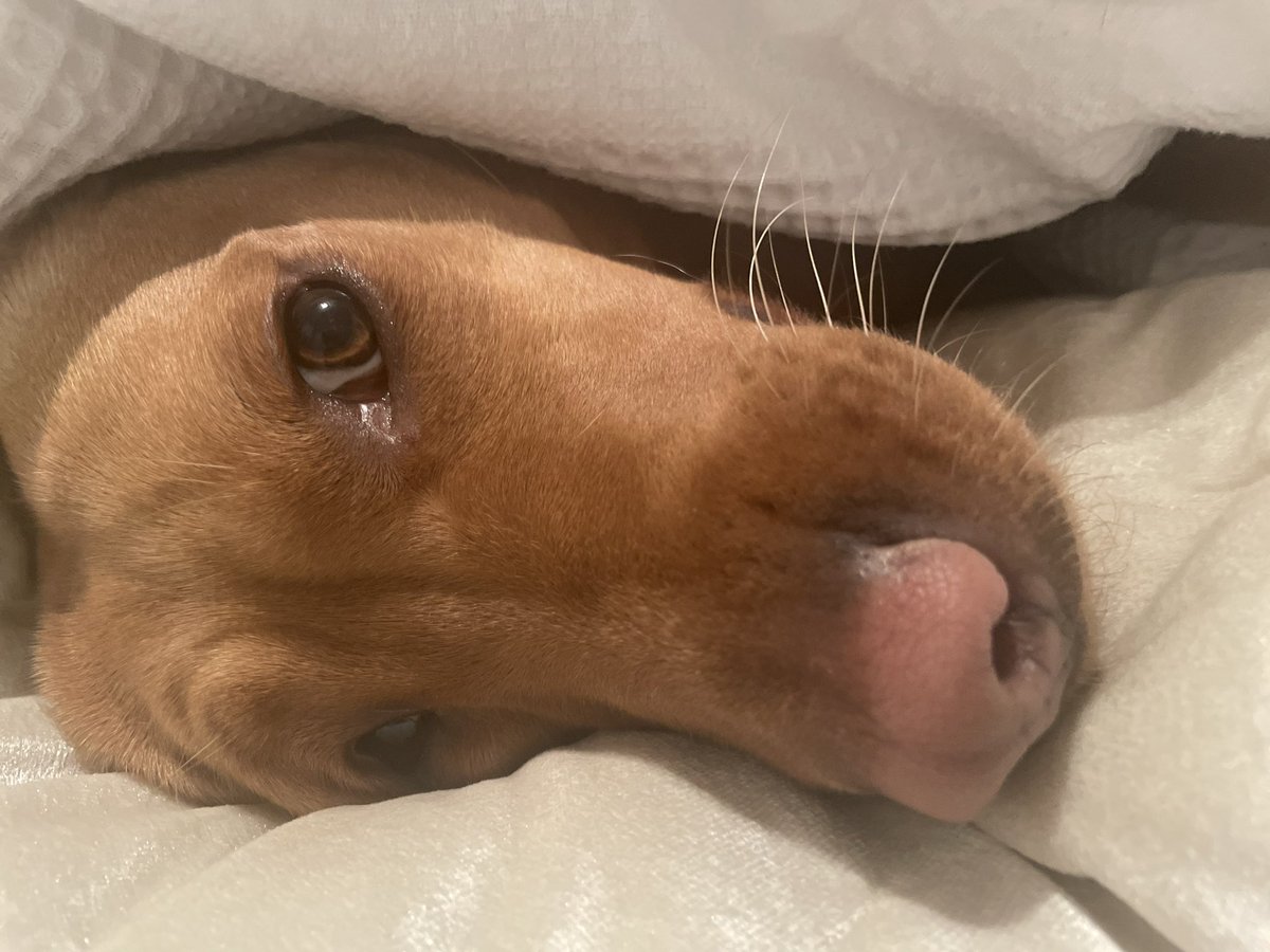 ArtFromTheShed's tweet photo. When you're busy in the kitchen and your guest dog (comes for all her holidays) disappears. Guess she just fancied a snooze, but not in her own bed ...
#Labrador #DogsOfTwitter #RedLabrador https://t.co/Zq0dWkajQ5