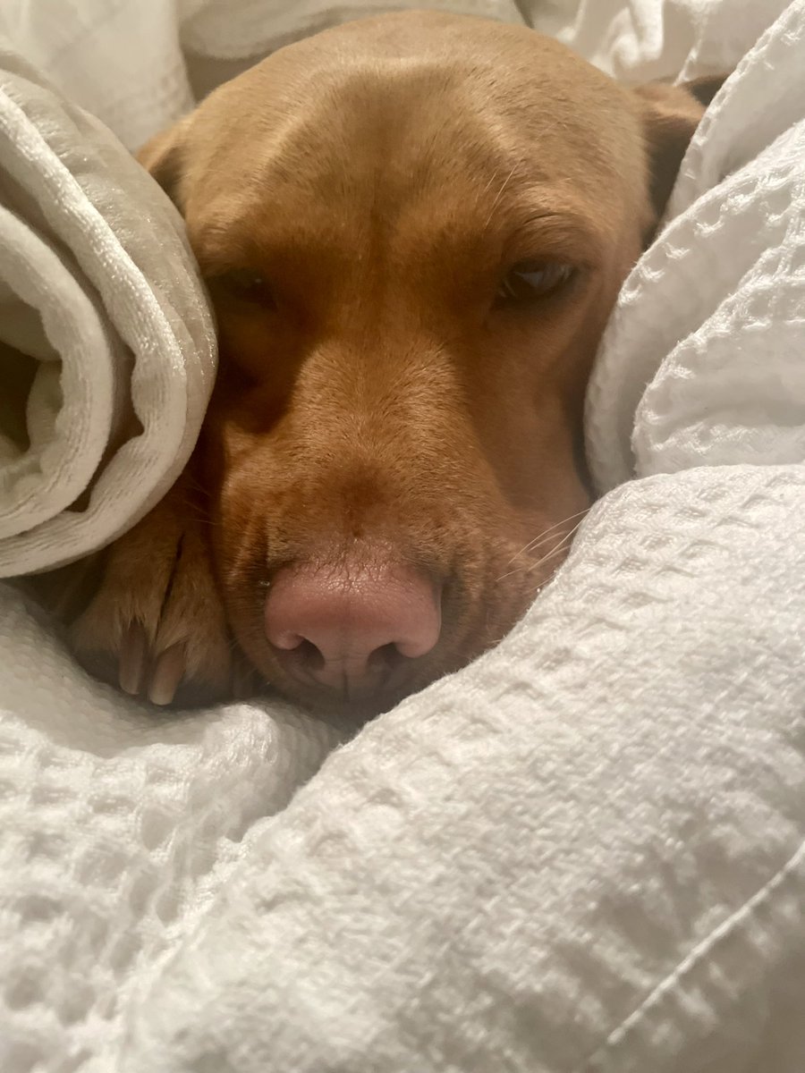 ArtFromTheShed's tweet photo. When you're busy in the kitchen and your guest dog (comes for all her holidays) disappears. Guess she just fancied a snooze, but not in her own bed ...
#Labrador #DogsOfTwitter #RedLabrador https://t.co/Zq0dWkajQ5