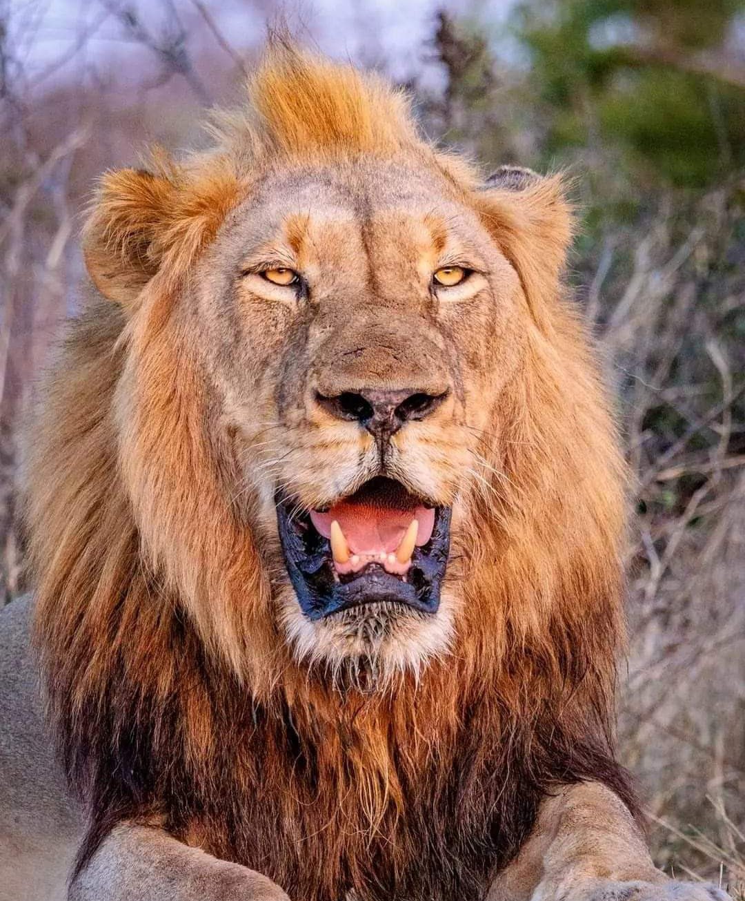 LION LOVERS on Twitter: