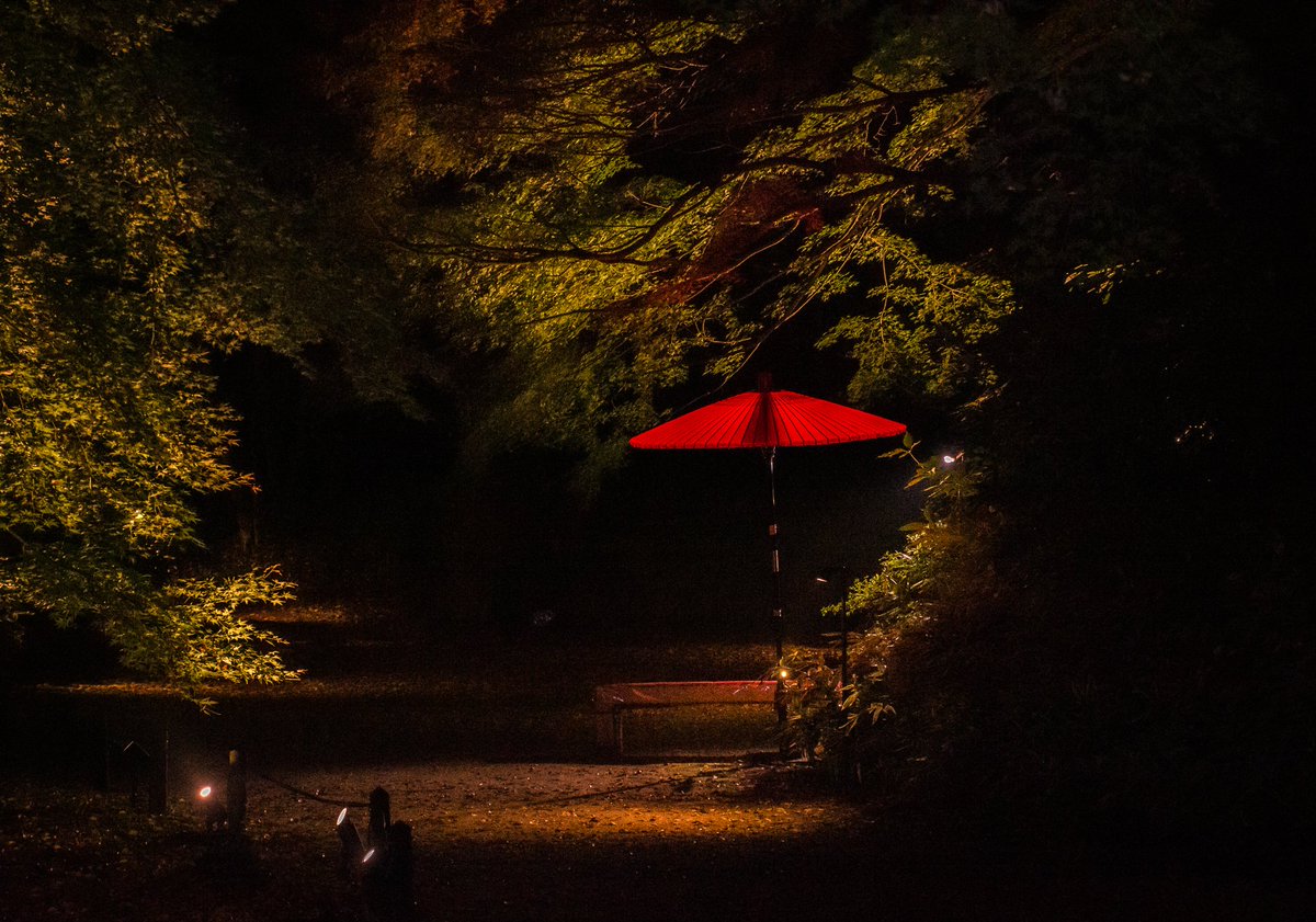 citycostjapan's tweet photo. Tokyo's beautiful Rikugien Gardens opened for special nighttime viewing event from Wednesday, first time in 3 years.
▶️ https://t.co/OjV3IunVVg
#gardens #tokyoevents #六義園 https://t.co/RiR8PSu2Ko