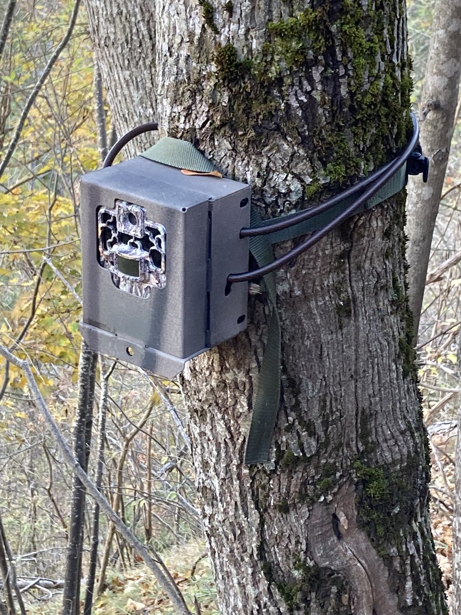 #EetM_2022 
Et tout à coup, une trace de gros canidé, possiblement un loup à quelques mètres du piège. On récupère la carte SD, bingo : un loup est passé cette nuit. On l’a piégé en vidéo !