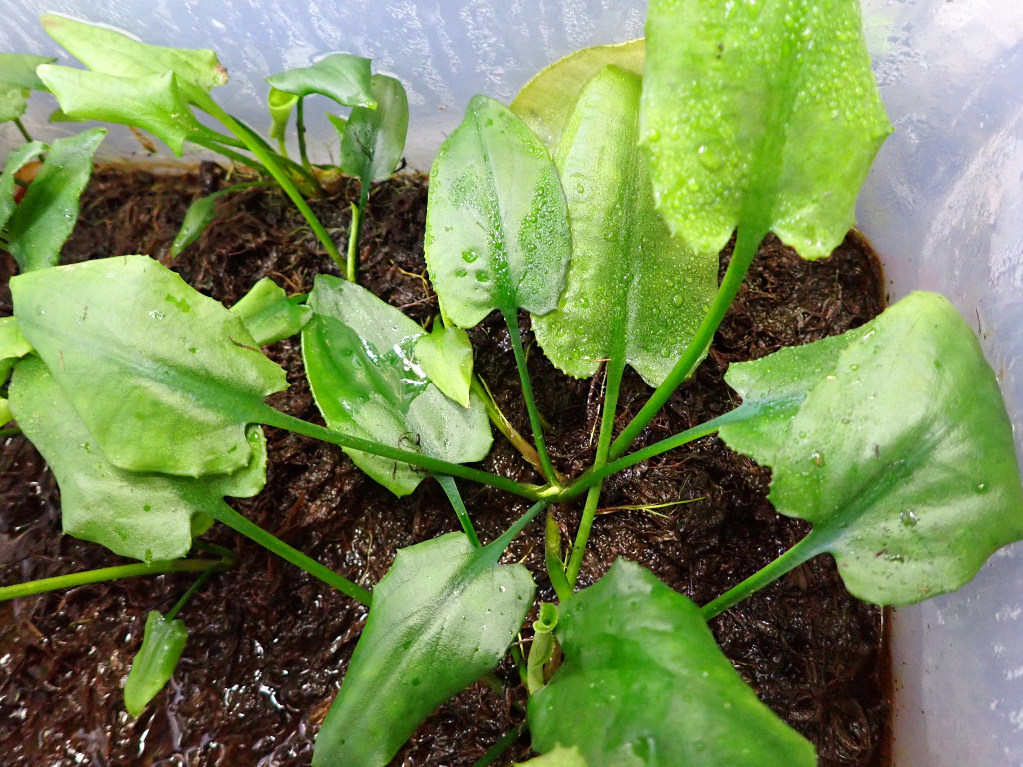 TB便‼️Cryptocoryne cf. ideii‼️クリプトコリネ整理特価