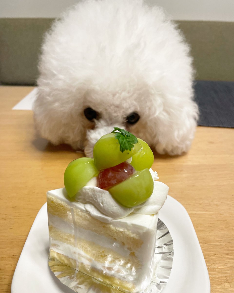 yukimaruuuu4's tweet photo. 僕のかな〜🐶

#ビションフリーゼ
#ビション
#bichonfrise
#bichon
#dogstagram  #bichon_love  #bichon_life #もふもふ　#いぬのいる暮らし  #しろ命　#もふもふ部　#いぬすたぐらむ   #いぬの気持ち #アフロ犬　#わんこのいる生活　#癒しわんこ　#寂しんぼ https://t.co/ApYB2aHYCz