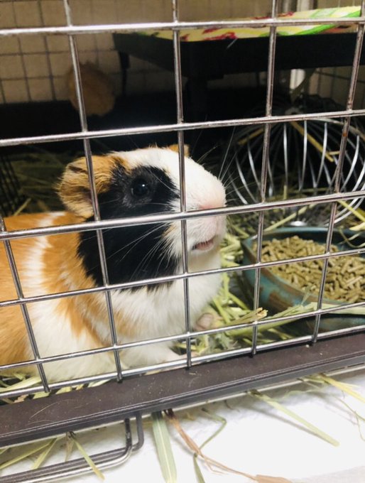 Twitterのコスプレ画像22