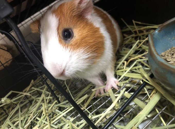 Twitterのコスプレ画像23