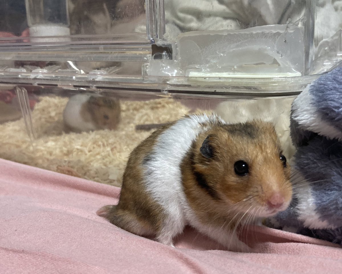 RuruKuro_ham's tweet photo. レンくん🐹「弟？息子？孫？の様子を見に来たでち。もう年齢差的には孫でもおかしくないでちね。
元気に過ごしてるでちか？」

レンくんが来たことにも気づかず、毛づくろいをするはるか君でした笑

#ハムスター 
#ハムスターのいる生活 https://t.co/g4j1Y3uUXm