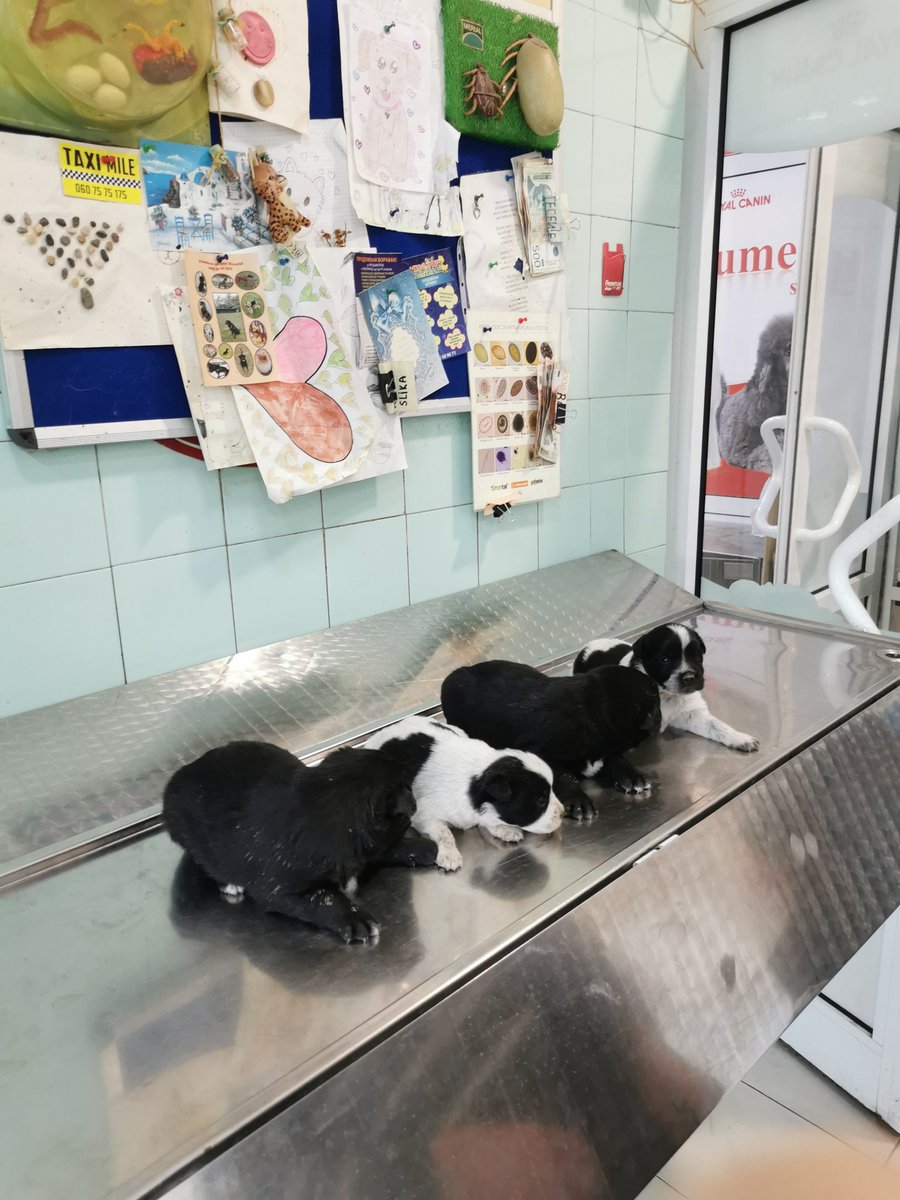 bubi_bejb's tweet image. Mesanci retrivera i nekog lovačkog psa. Dva decaka i dve devojčice. Slika je sa vakcinacije.
Nalaze se u Jagodini. Kontakt: ja😊❤️❤️❤️❤️