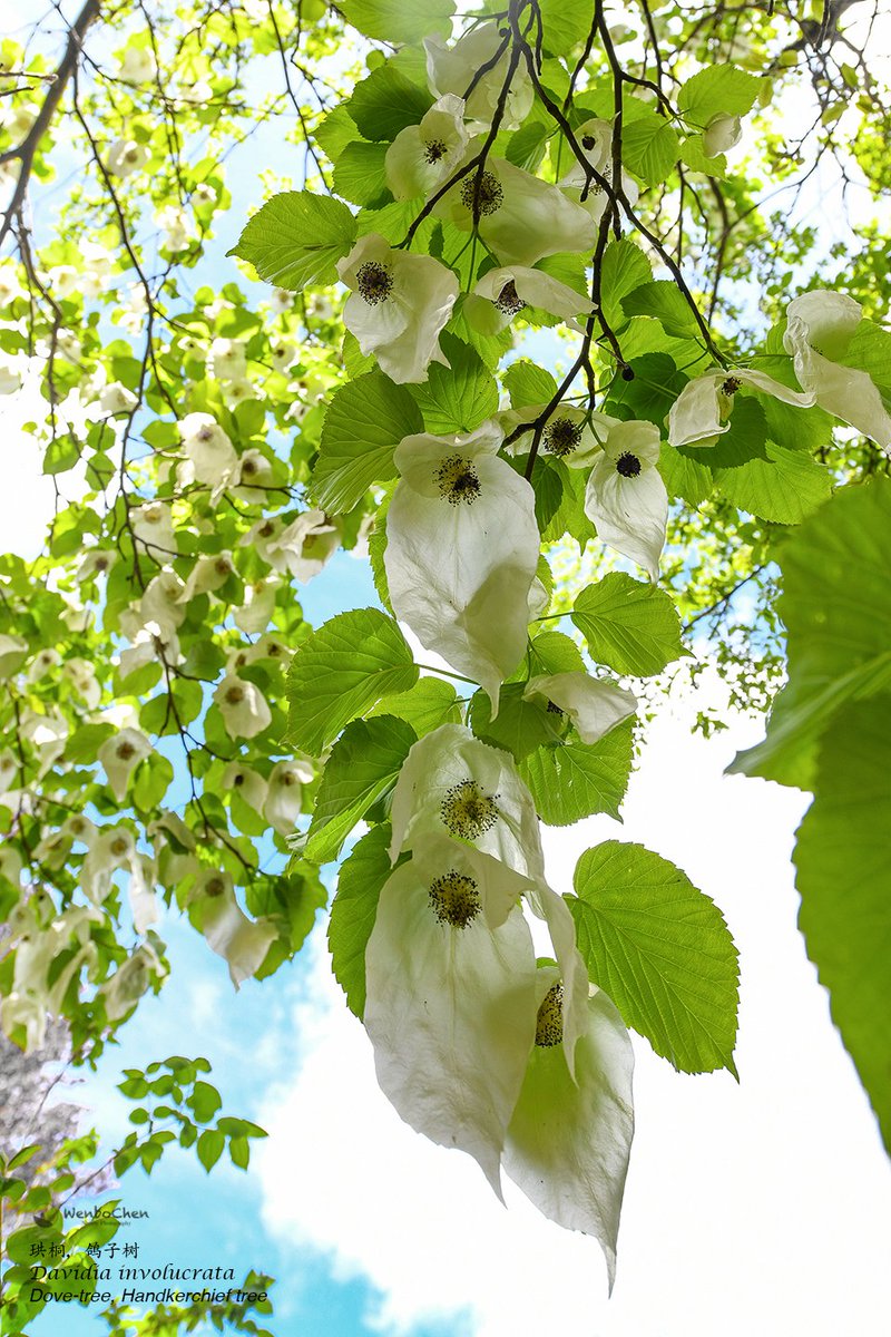 Wenbo77's tweet photo. The photos of Davidia involucrata. Should have shared it last month when it was in still flower, but too busy...
#珙桐 #dovetree #hankerchieftree #floraofchina https://t.co/cfoedo75Cw