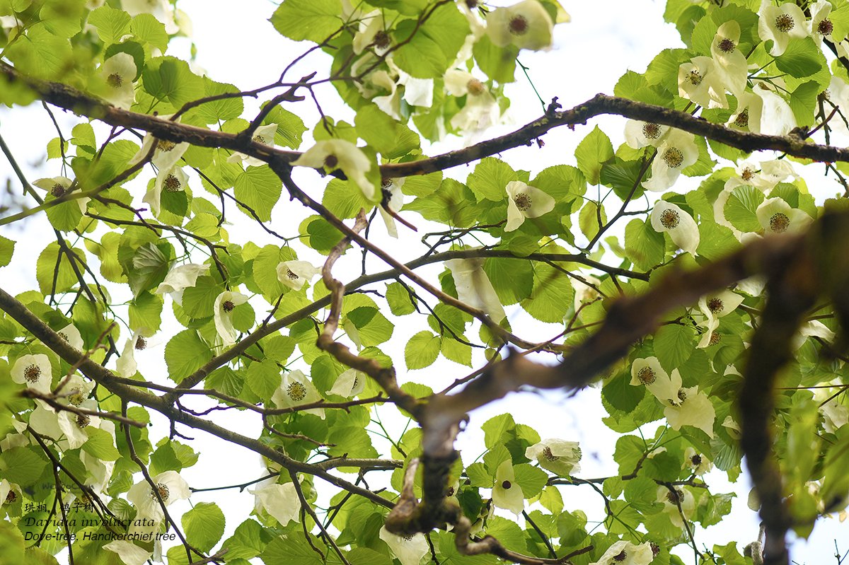 Wenbo77's tweet photo. The photos of Davidia involucrata. Should have shared it last month when it was in still flower, but too busy...
#珙桐 #dovetree #hankerchieftree #floraofchina https://t.co/cfoedo75Cw