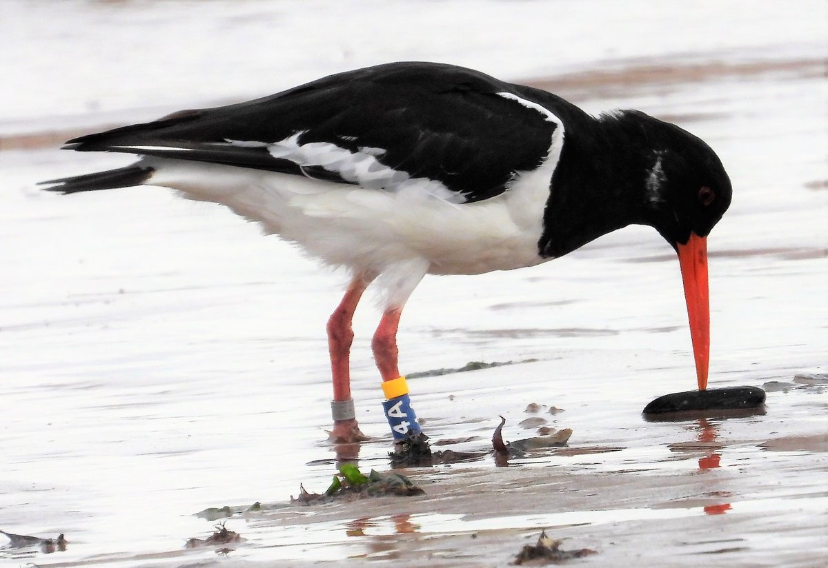 Dr Jo Morten (@joanne_morten) on Twitter photo Excited to share our new paper on #oystercatcher movement and foraging behaviour during the winter in a protected estuary
#biologging #waders #ornithology
#OA in <a href="/Ecol_Evol/">Ecology and Evolution</a>
tinyurl.com/6623v8cp Excited to share our new paper on #oystercatcher movement and foraging behaviour during the winter in a protected estuary
#biologging #waders #ornithology
#OA in <a href="/Ecol_Evol/">Ecology and Evolution</a>
tinyurl.com/6623v8cp