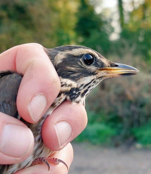 A Redwing (Turdus iliacus) in the hand 